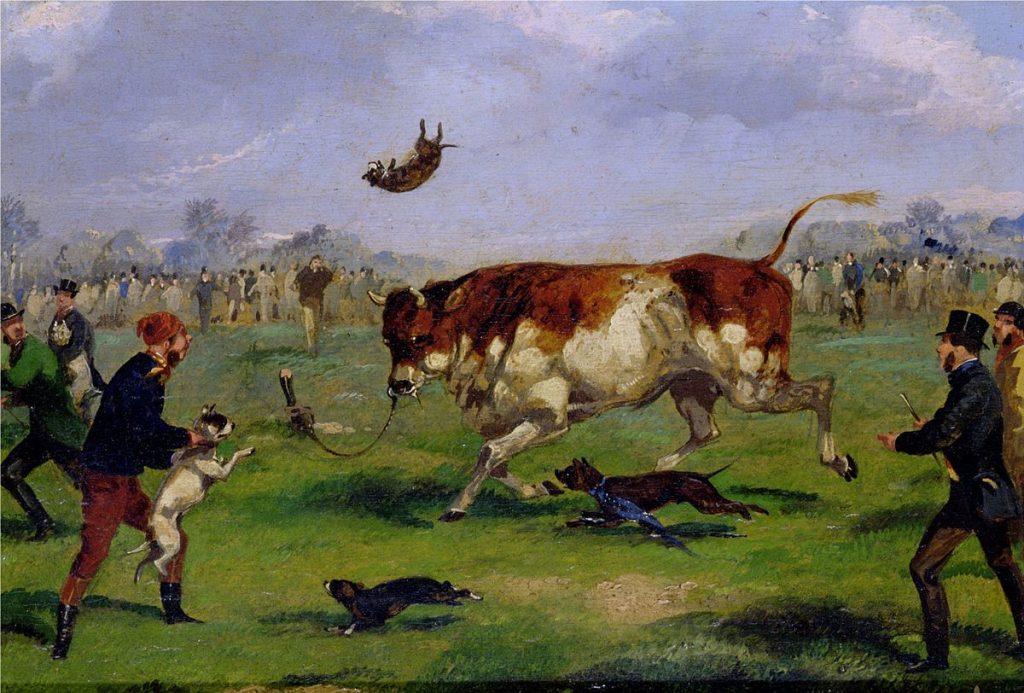 bull baiting historical image