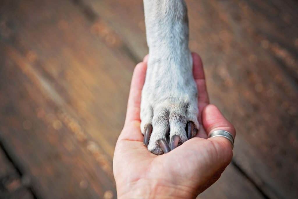 dog paw in a human hand