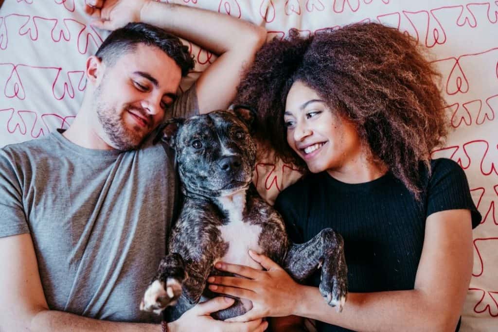 couple in bed with a friendly pit-bull dog