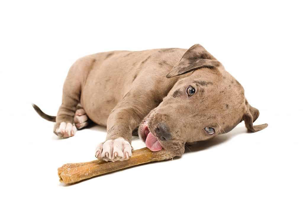 pitbull puppy chewing a bone
