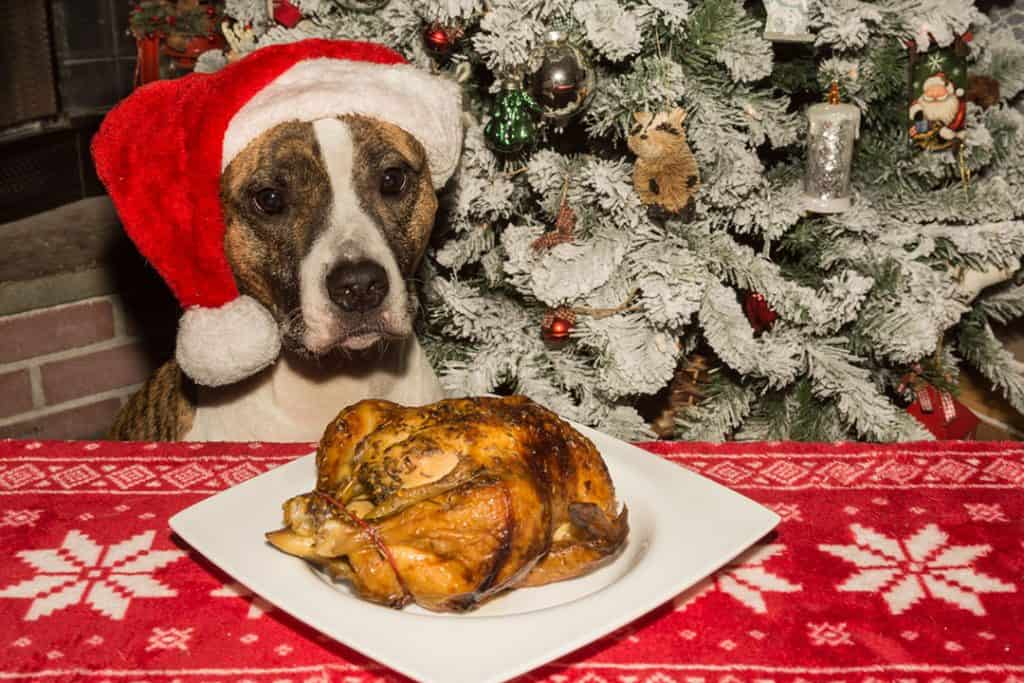 pitbull with a roast chicken