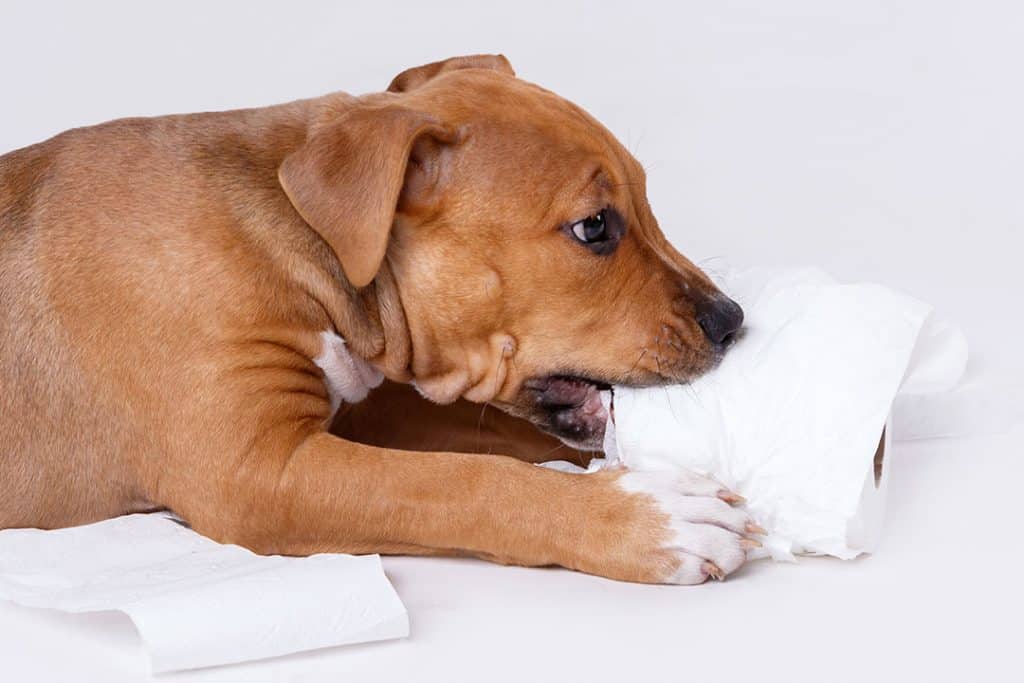 pit bull puppy chewing a toilet paper roll
