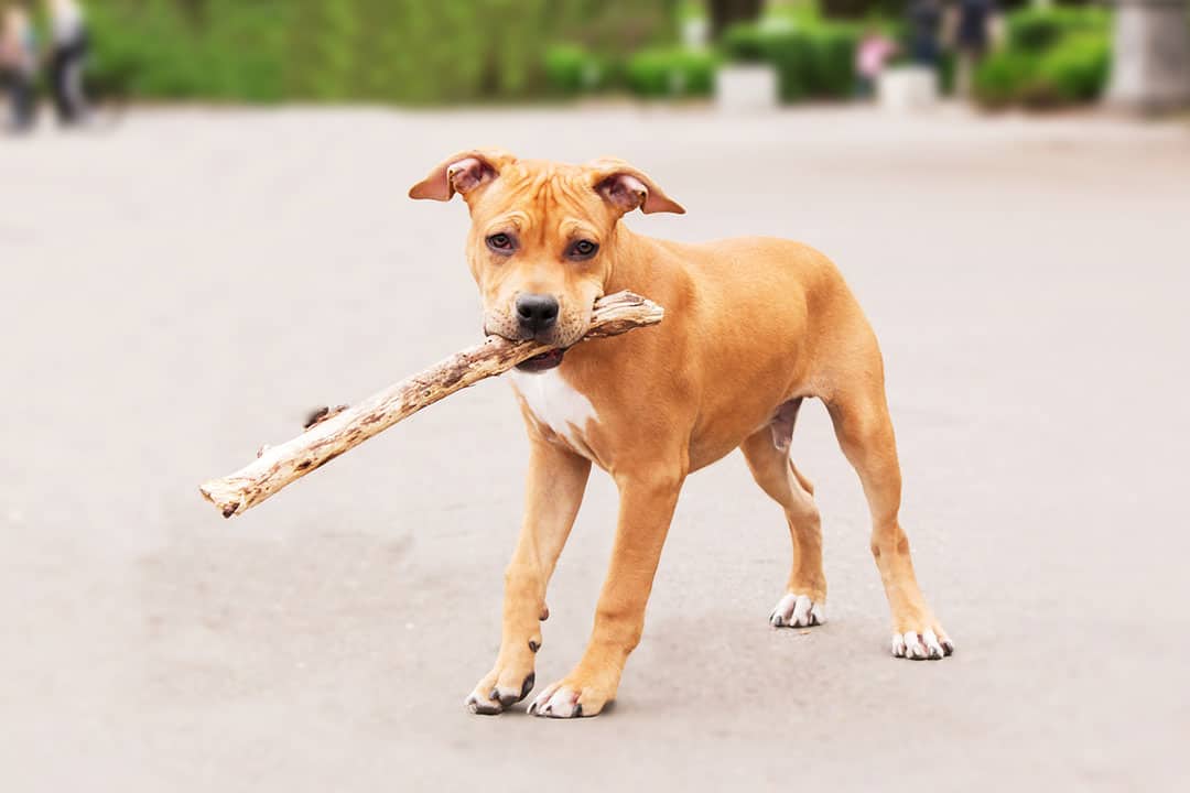 staffordshire terrier puppy playing with a branch