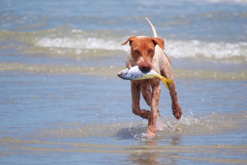 dog bringing a live fish from the sea