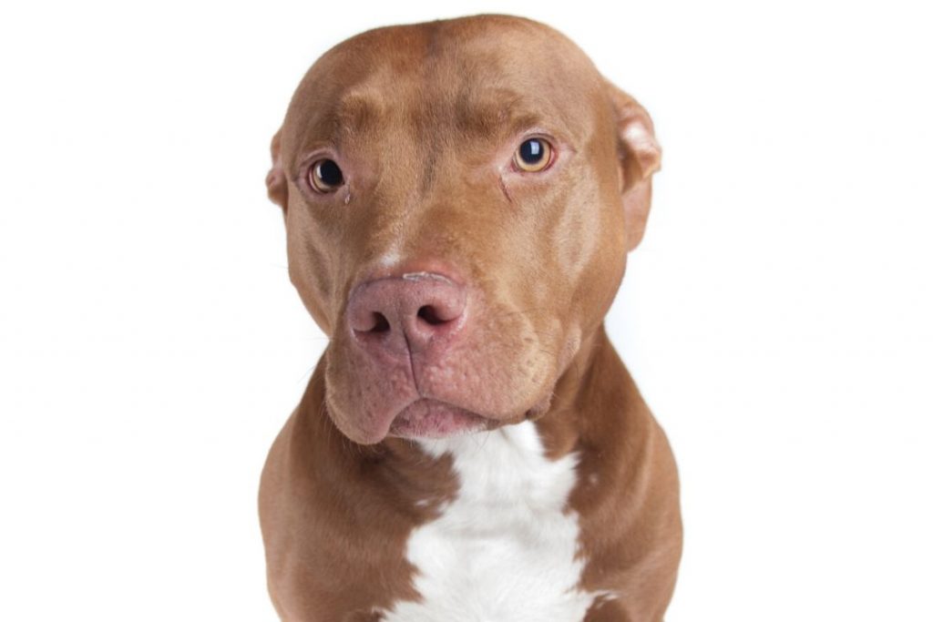 Are PitBulls A Naturally Mean and Aggressive Breed?