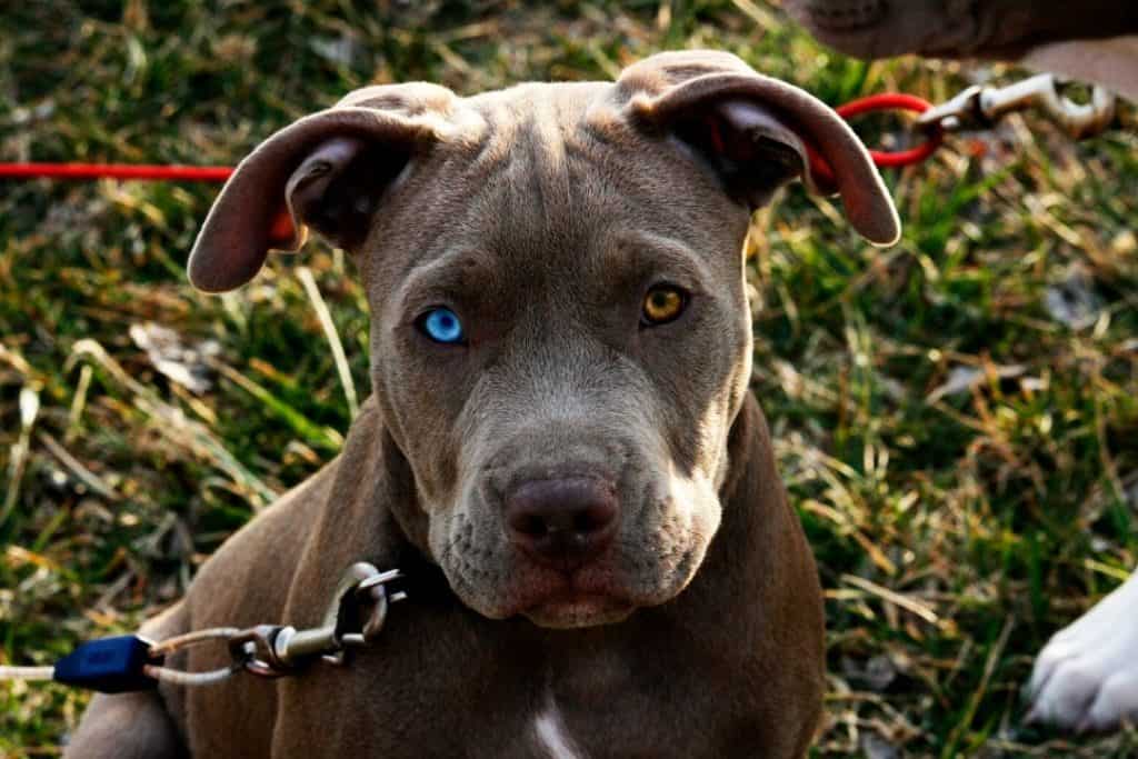 pitbull puppy with two different eye color