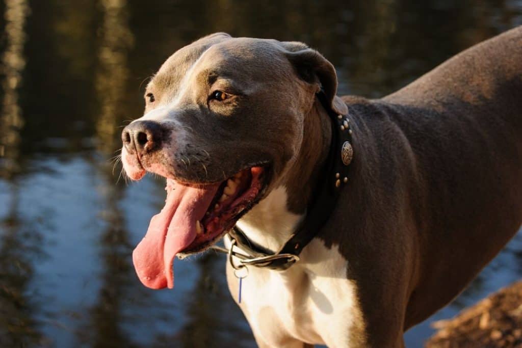 pitbull dog next to a river