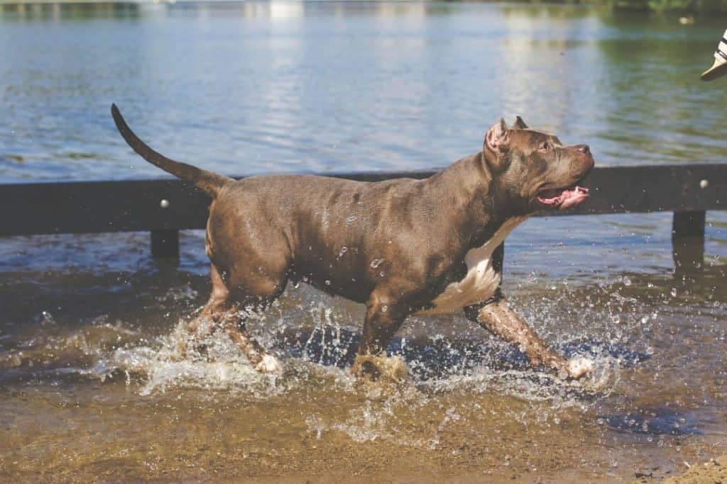 Can PitBulls Swim and Are They Good Swimmers?