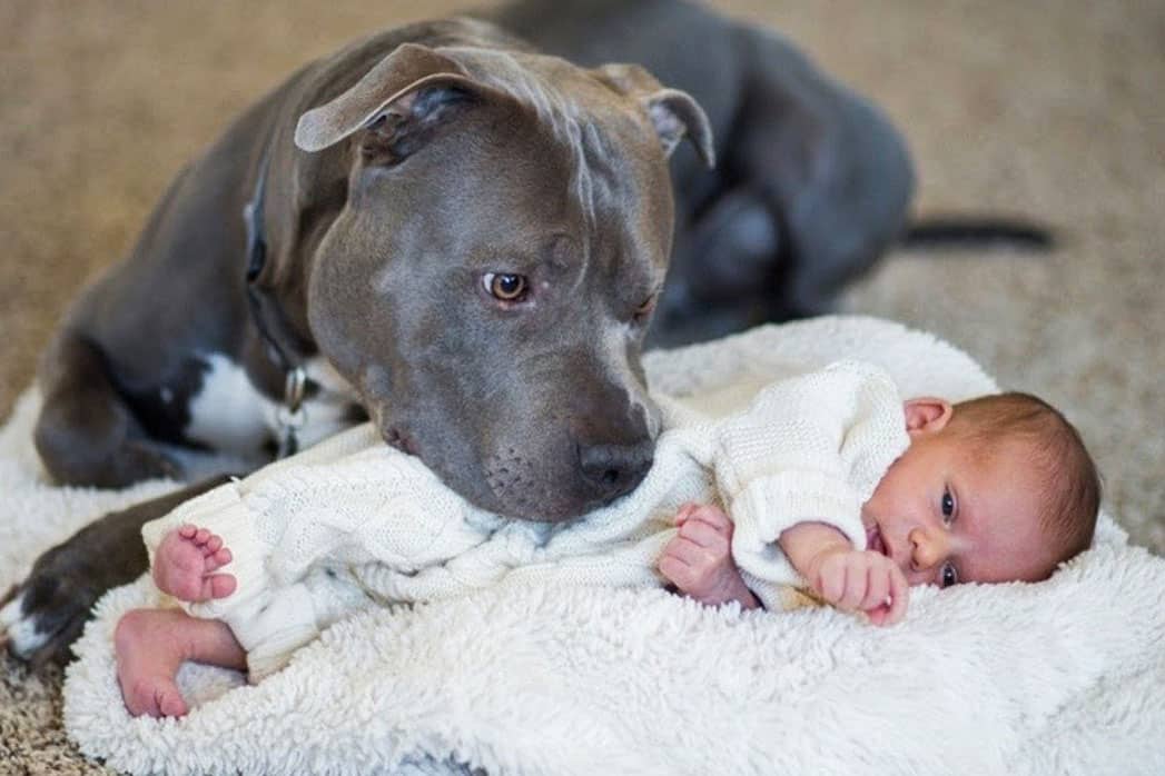 pitbull with baby