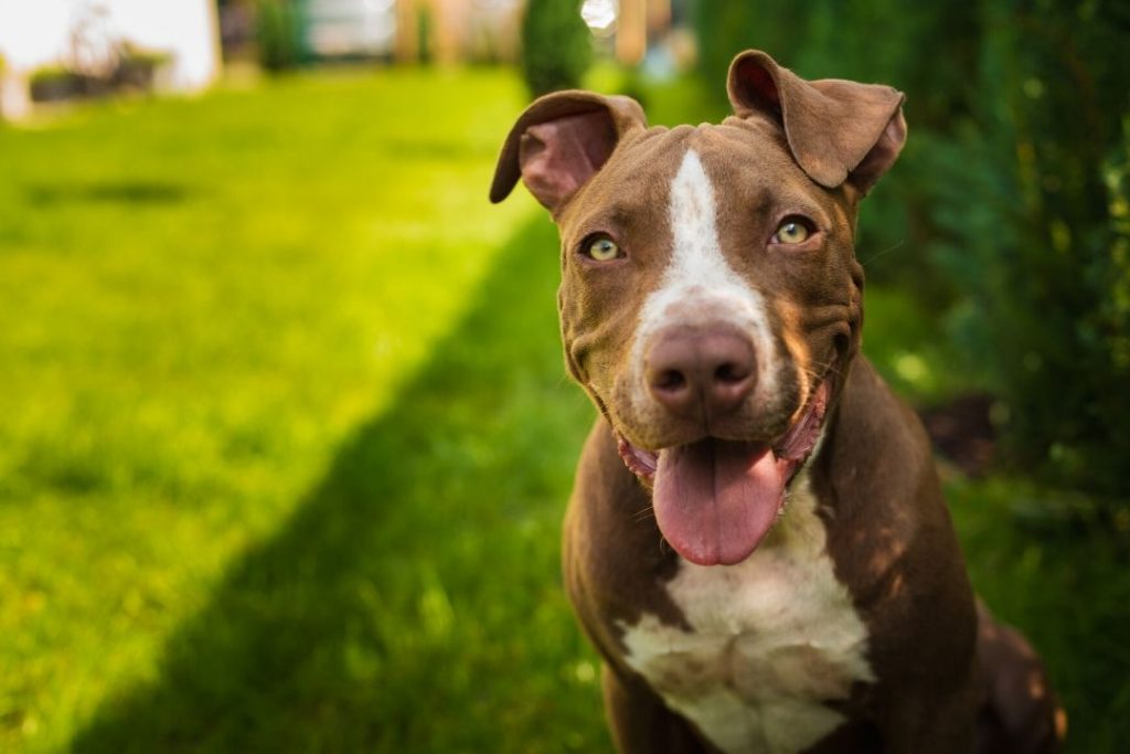 Are PitBulls A Naturally Mean and Aggressive Breed