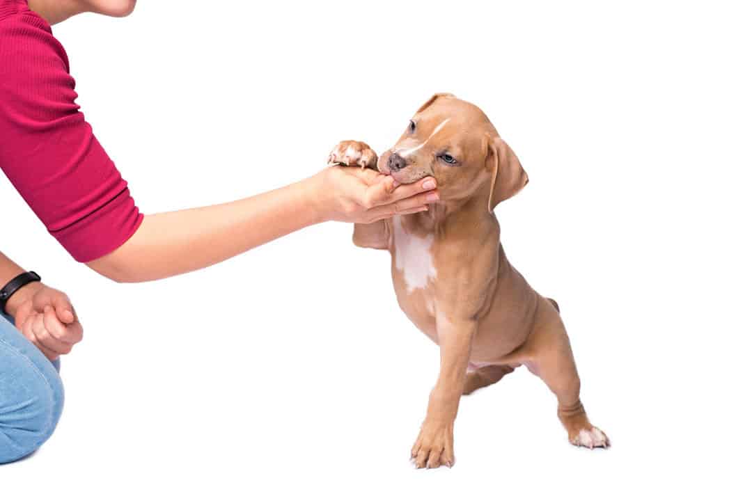 pit bull puppy biting hand