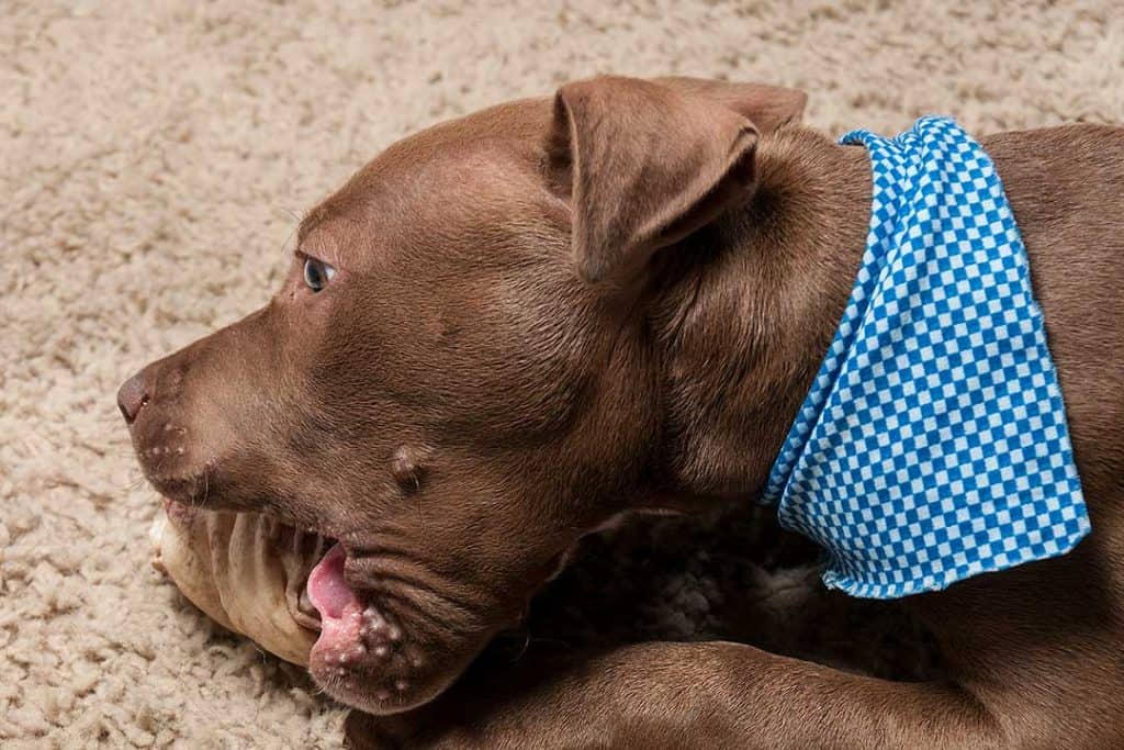 Pitbull Puppy Chewing A Toy