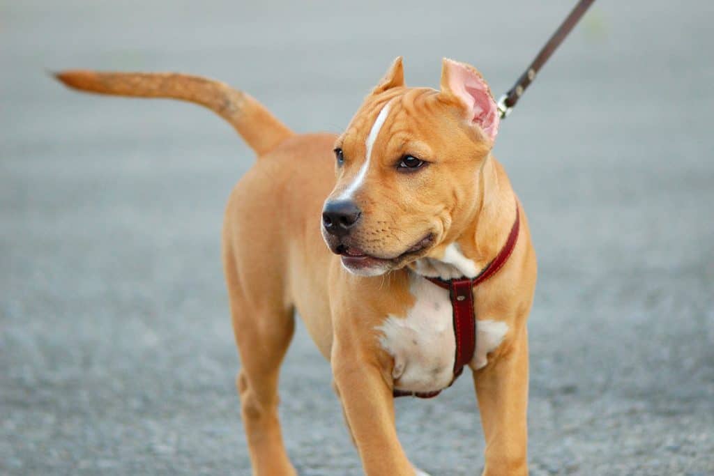 pitbull puppy with a harness