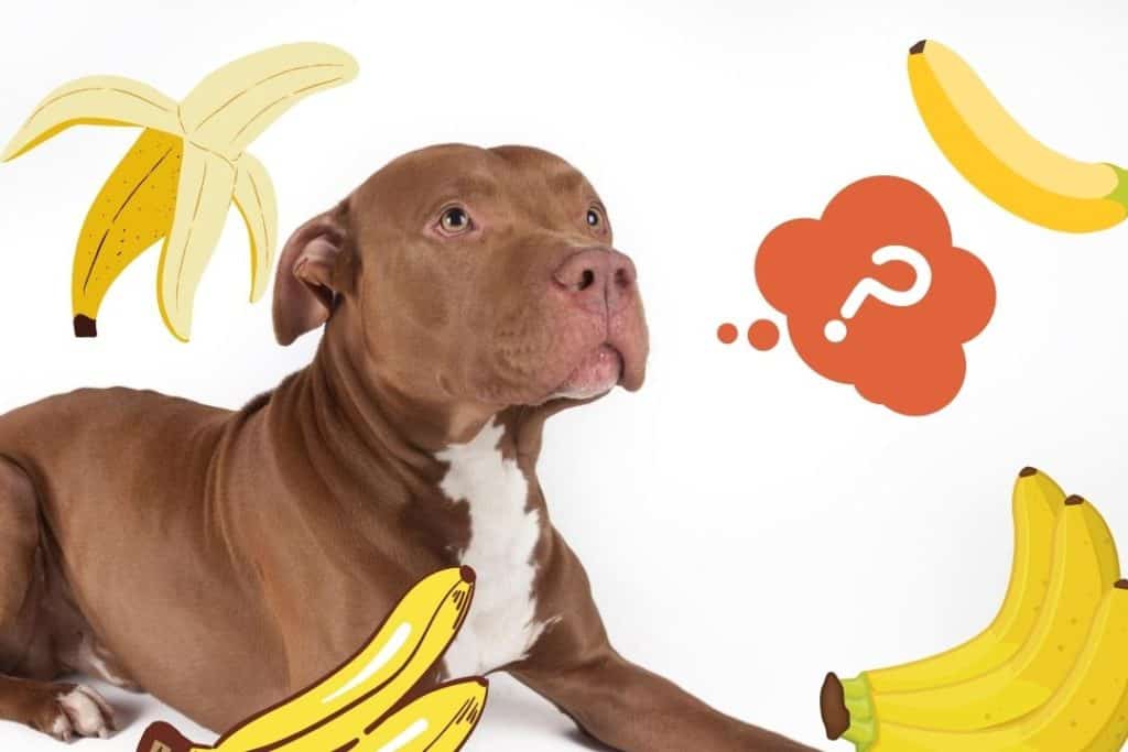 can pitbulls eat bananas featured image