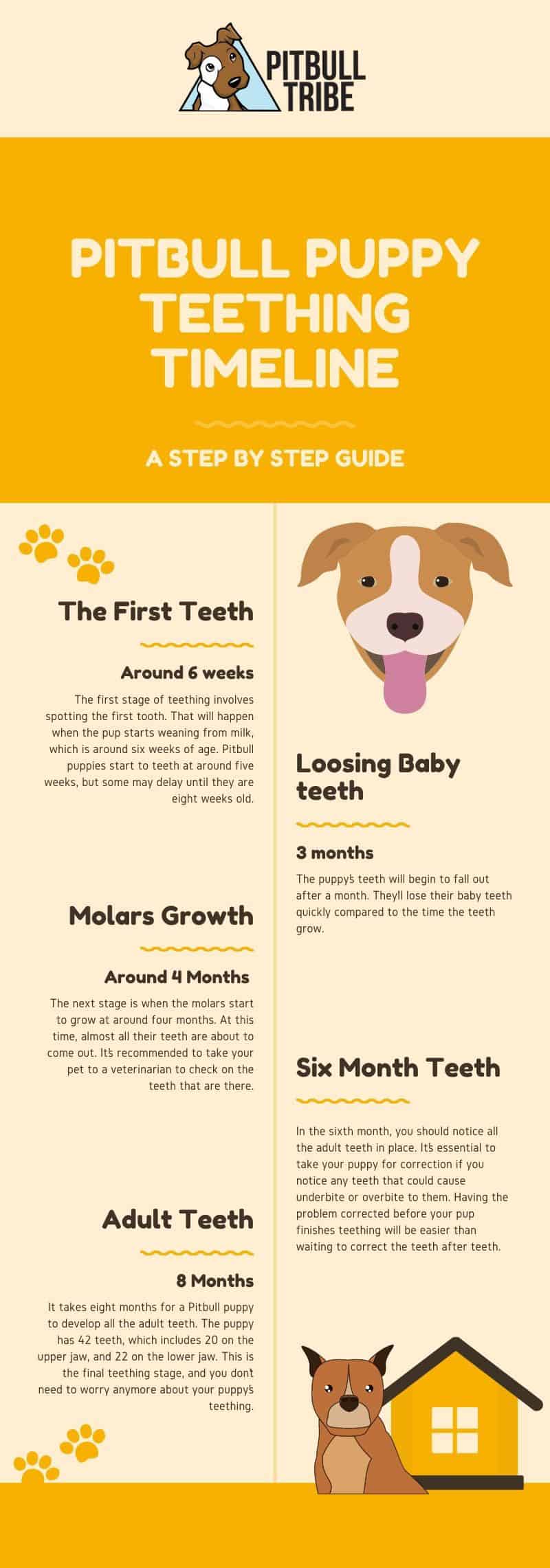 how old is my puppy by teeth