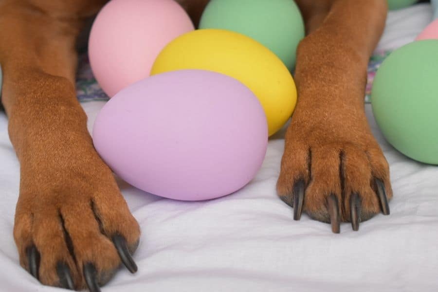 eggs next to dog paws