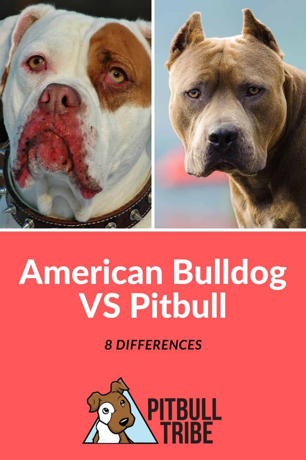whats the difference between a pitbull and a bulldog