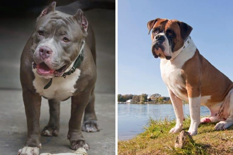 Best American Bully Versus American Bulldog in the world Learn more here 