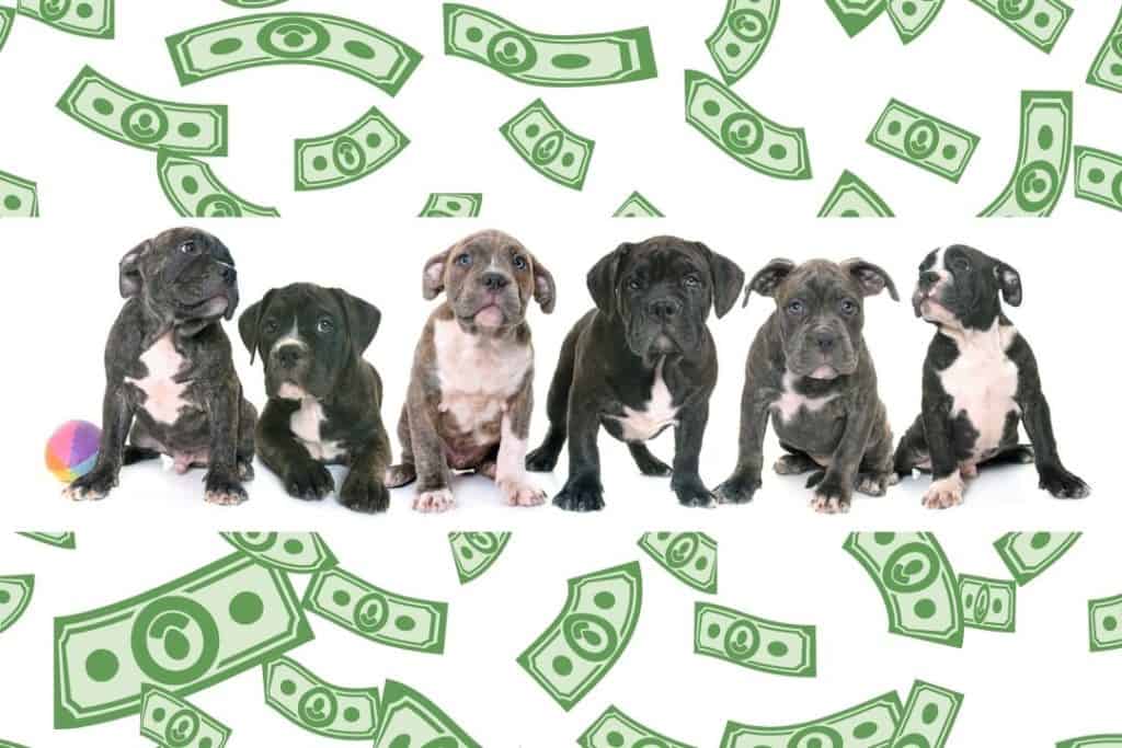 How Much Does an American Bully Cost? (The Truth)