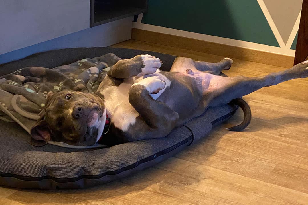 Are Pitbulls Good For Apartments