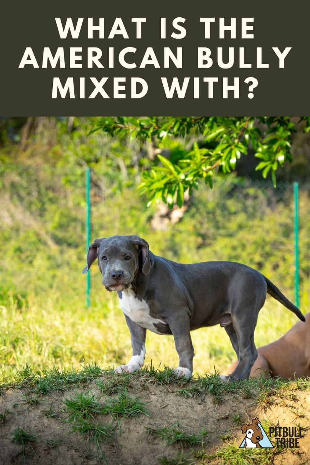what is an american bully a mix of