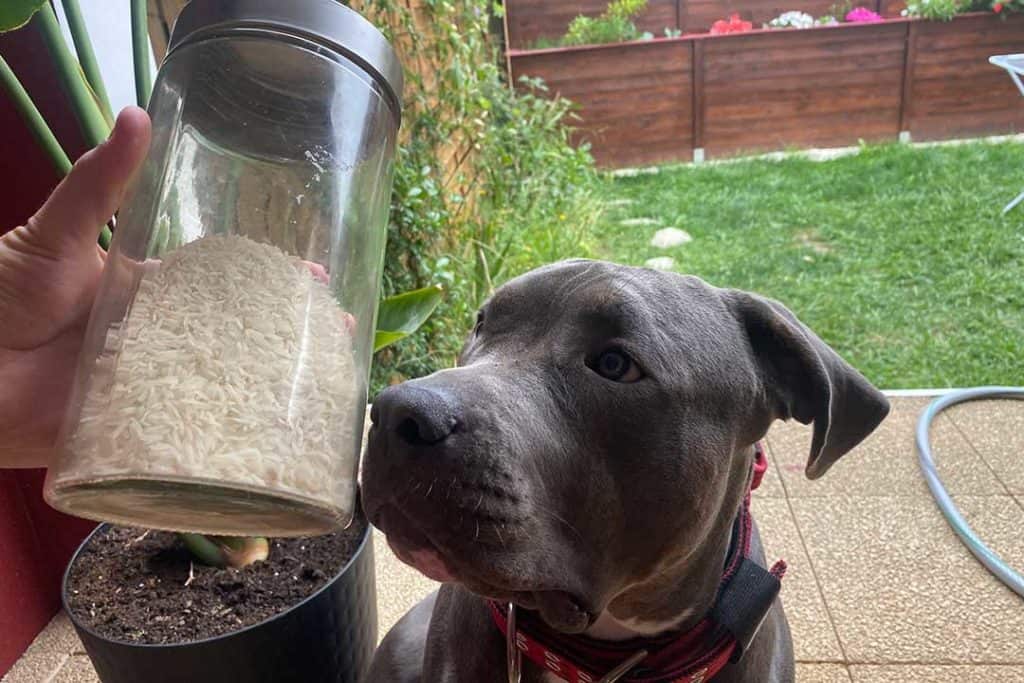 oso american bully with jar of rice