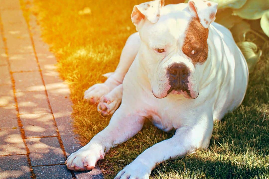how often do american bulldogs shed