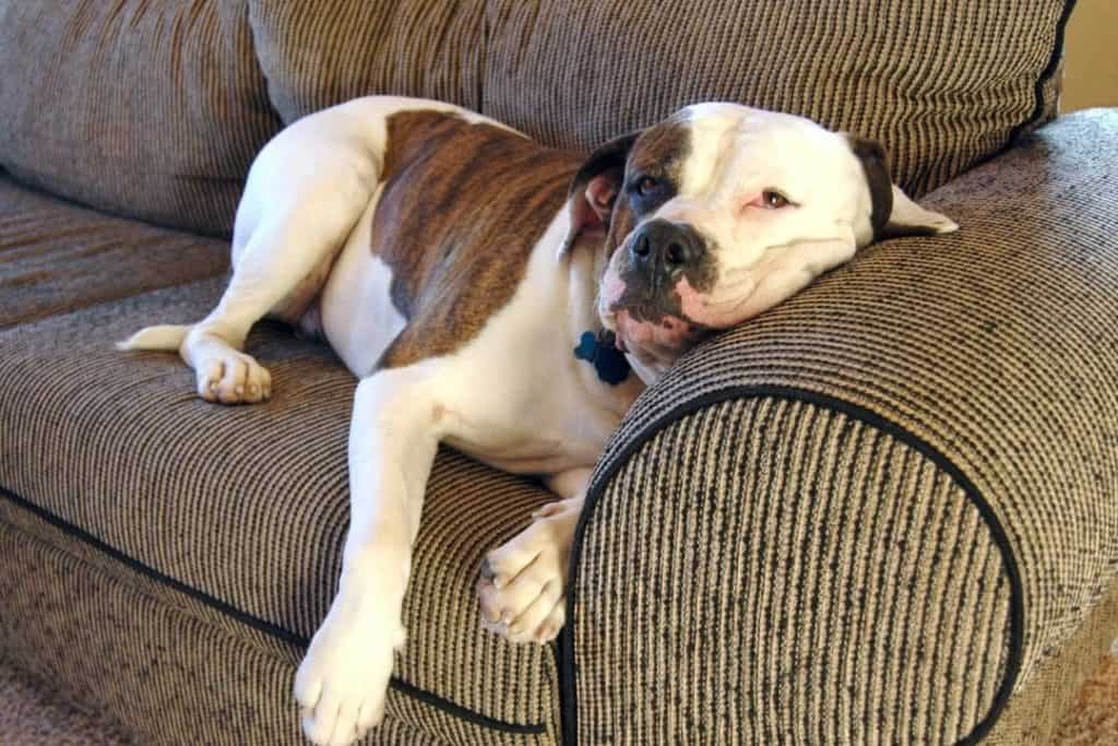 american bulldog on couch