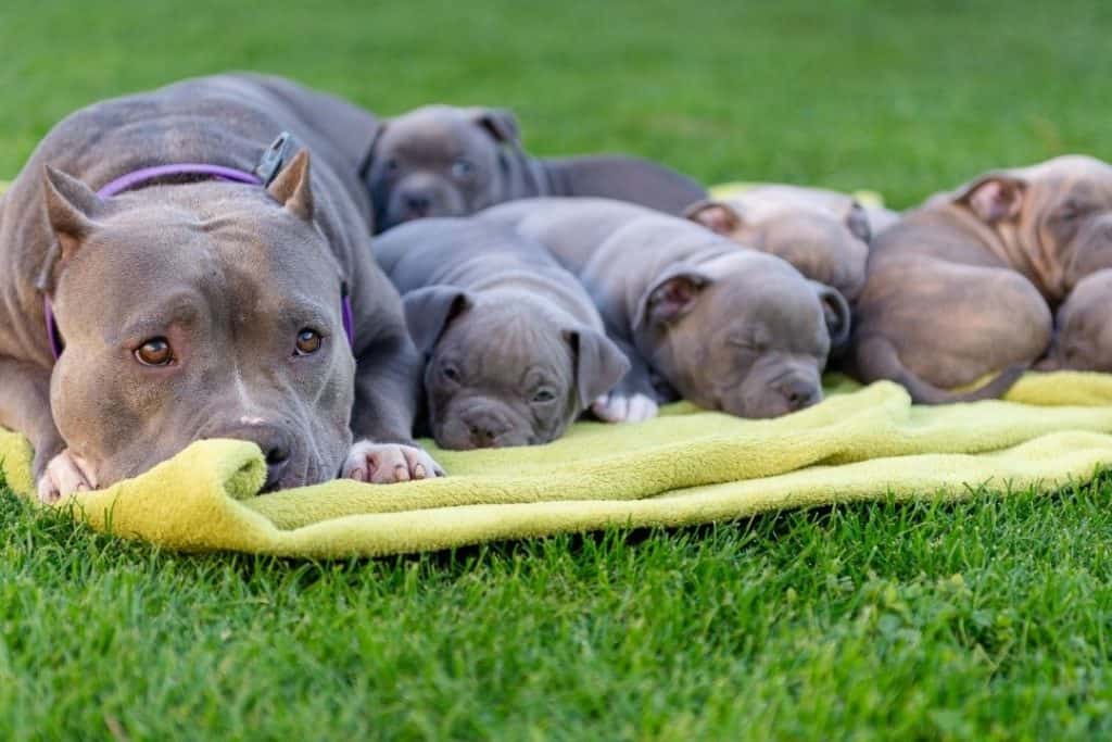 american bully female with her litter