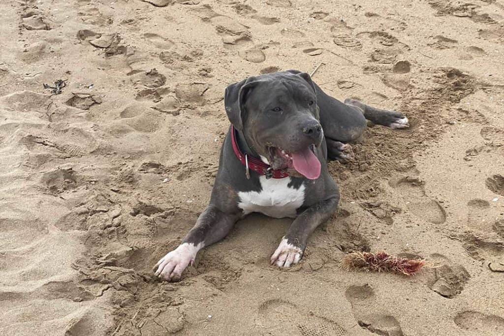 american bully at the beach