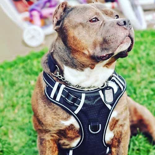 american bully with a harness