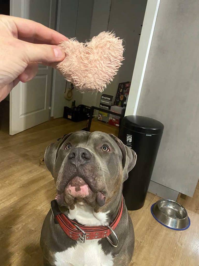 training american bully with a heart shaped plush toy