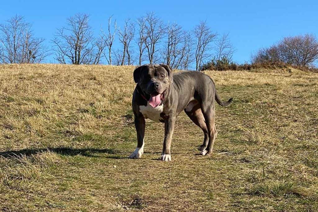 american bully xl in hunting wood area