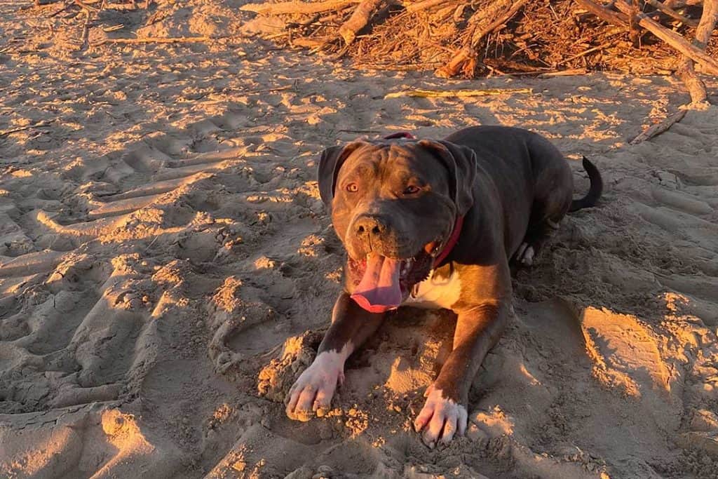 american bully in the sand