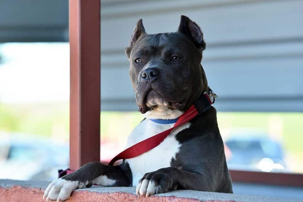 american bully looking over a fenced wall