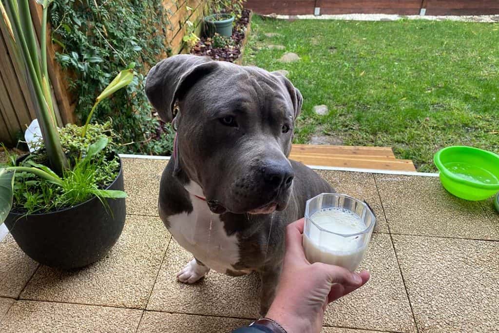 american bully next to glass of milk