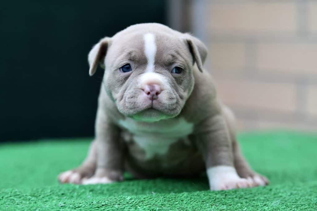 newborn american bully puppy