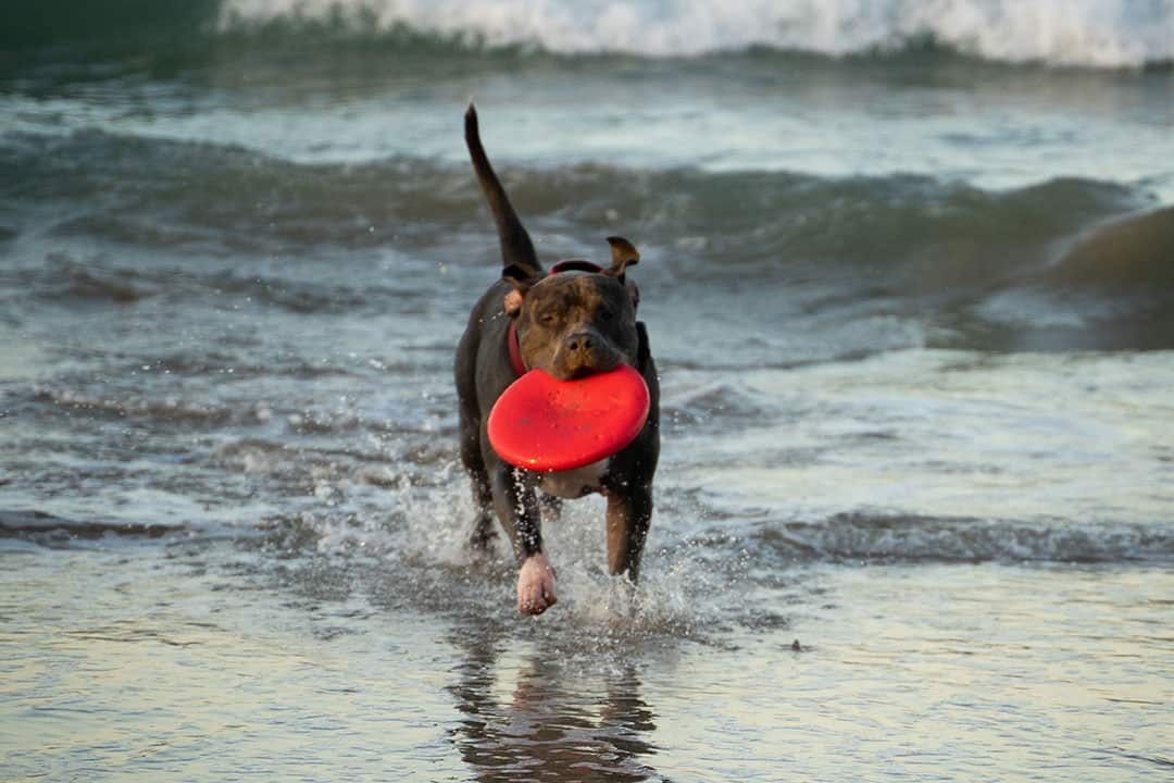 Do American Pitbull Terriers Have bed Feet?