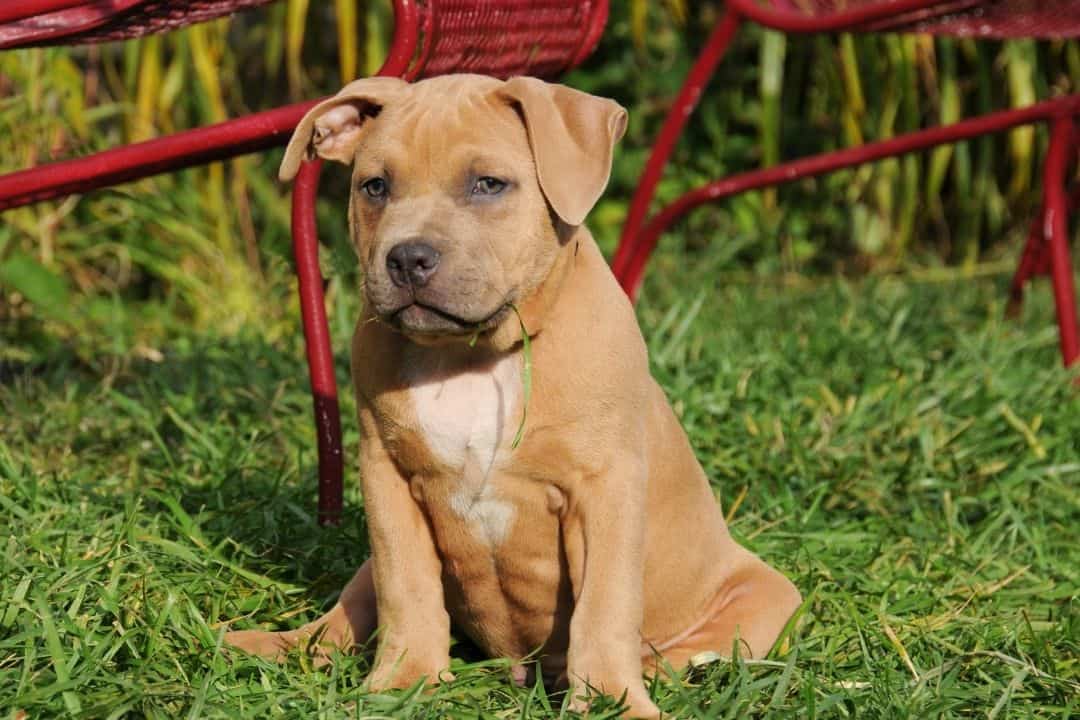 What To Do if Your American Bully Puppy Is Aggressive