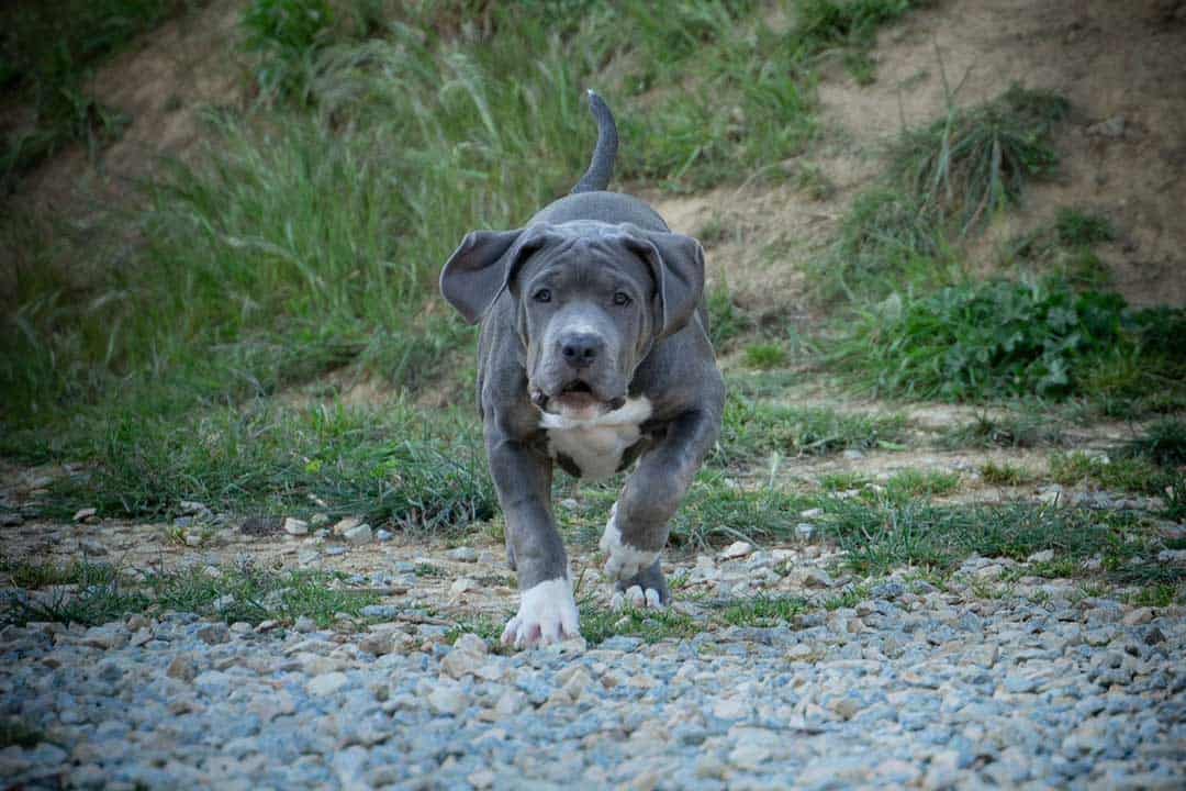 7 Reasons Why American Bully Dogs Cost So Much