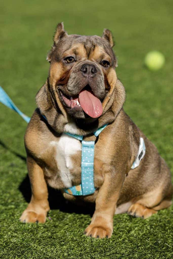 american bully puppy with a blue colored harness