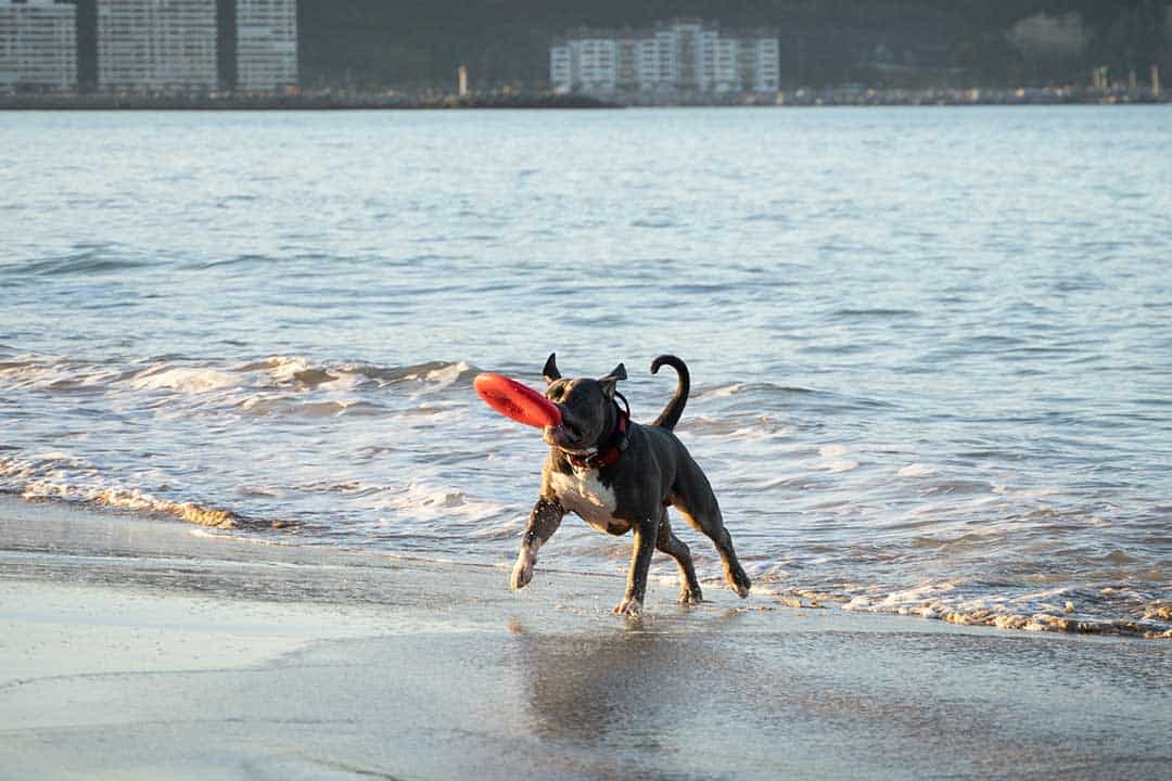 Do American Pitbull Terriers Have bed Feet?