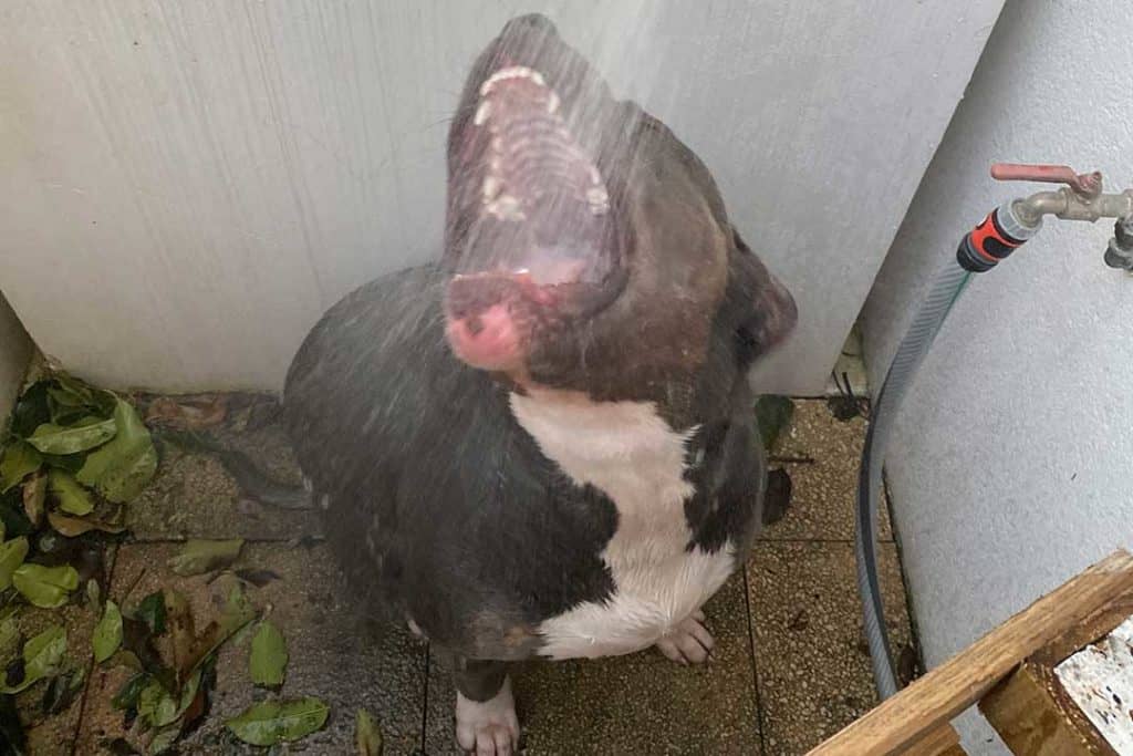 american bully showing its teeth during shower