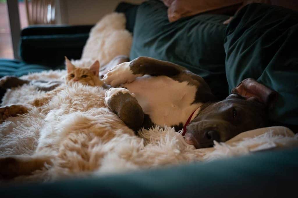 american bully and cat sleeping