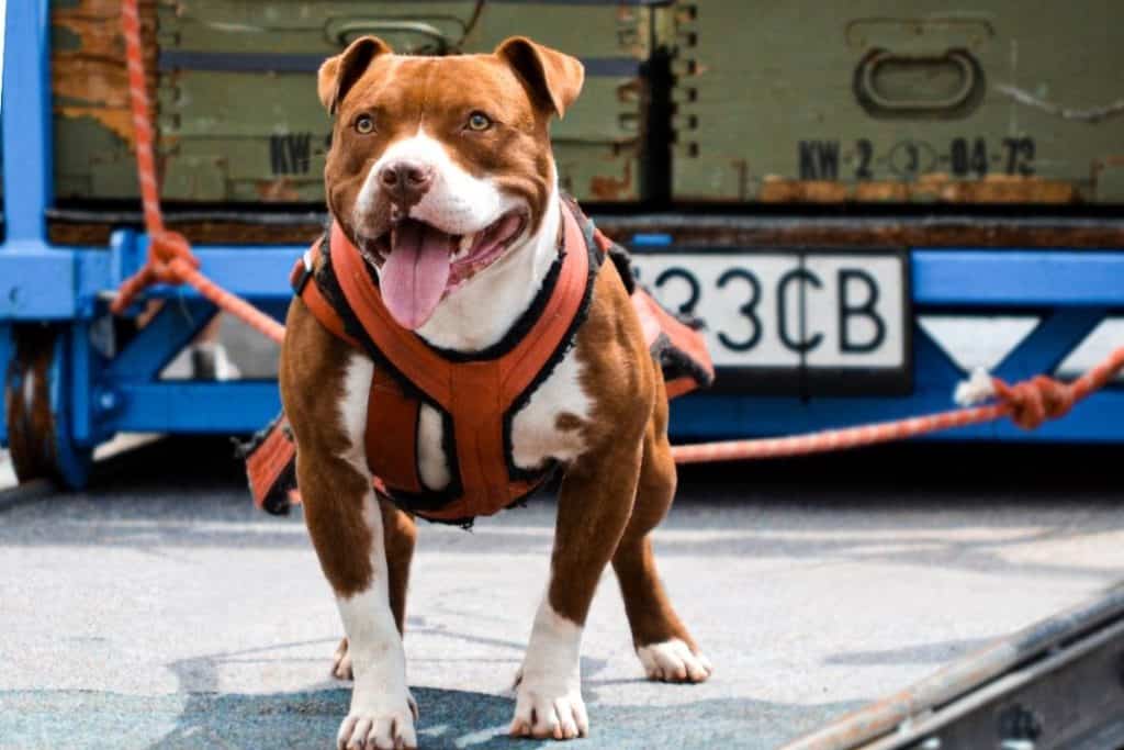 american pitbull showing strength by pulling a truck