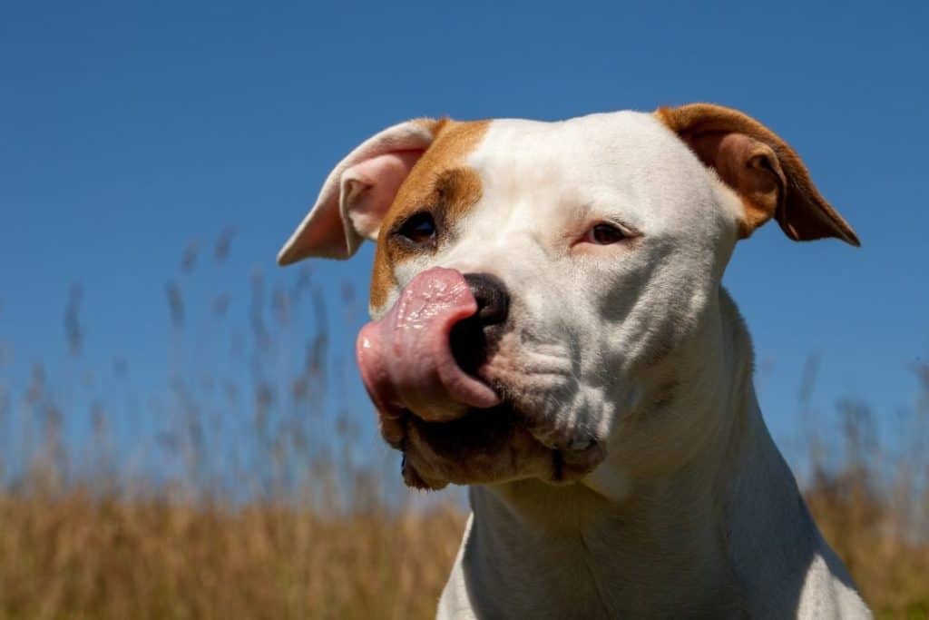 american staffordshire terrier dog waiting to eat