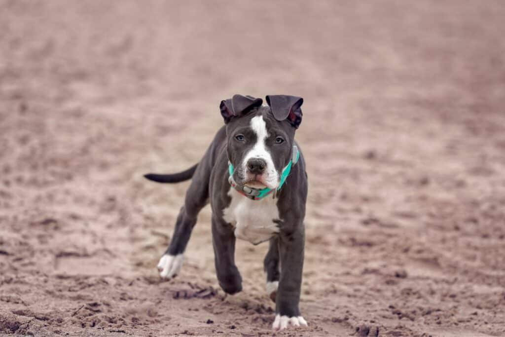 blue pitbull puppy