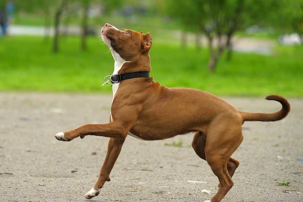 brown pitbull with a short coat