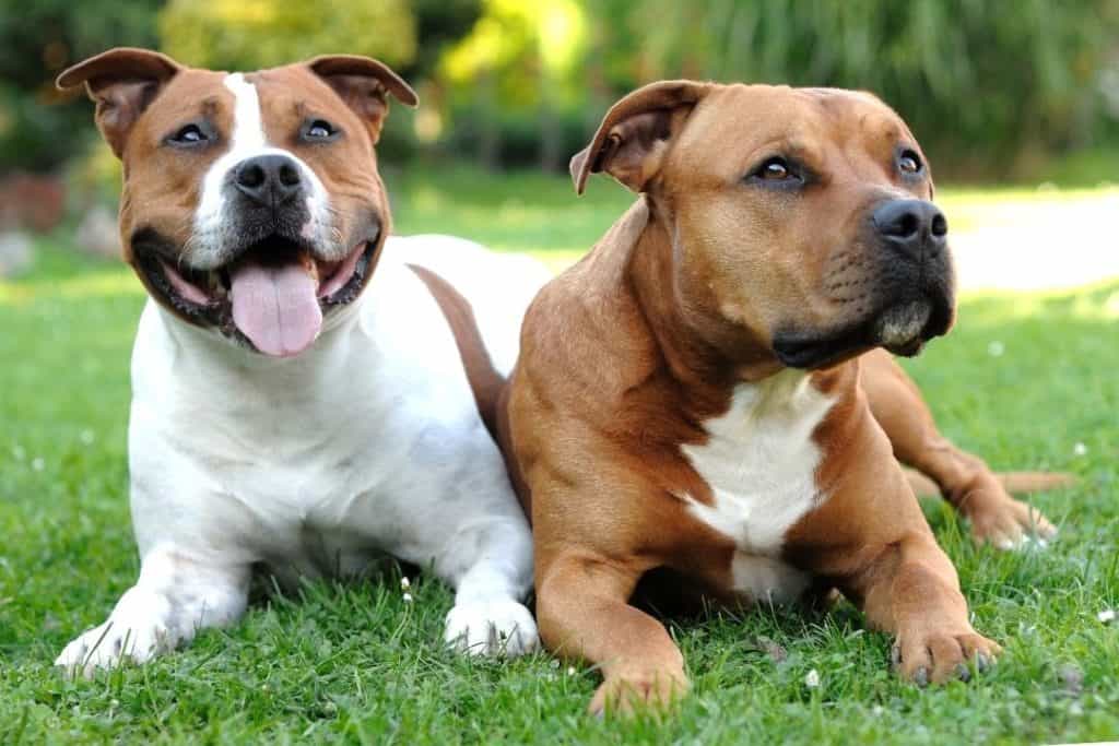 two well brushed american staffordshire terriers