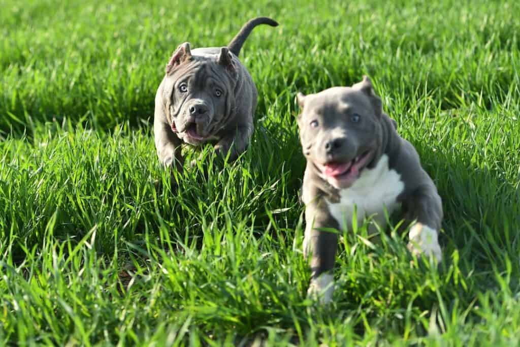 bully puppies